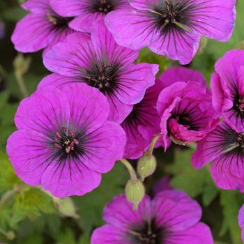Geranium 'Dragon Heart'