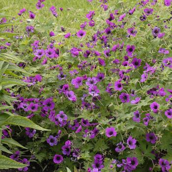 Geranium 'Dragon Heart' (307677)