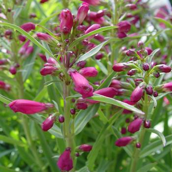 Penstemon schmidel 'Hot Pink Riding Hood' PP23089