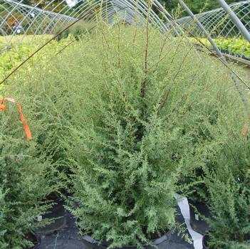 Juniperus communis 'Gnom' 