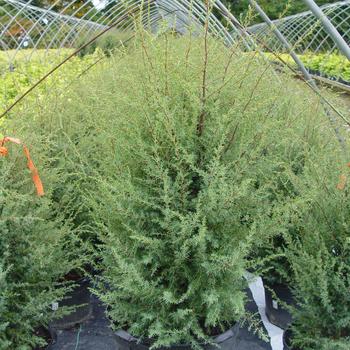 Juniperus communis 'Gnom' (307680)
