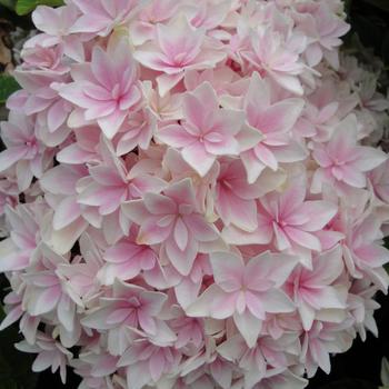 Hydrangea macrophylla 'Freedom' PP22210