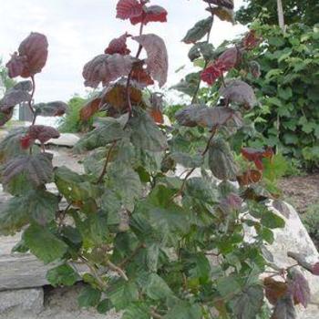 Corylus avellana 'Red Majestic' 