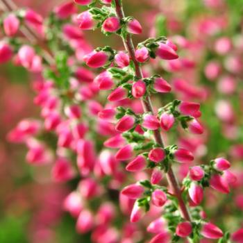 Calluna vulgaris 'Selly' 
