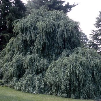 Cercidiphyllum japonicum 'Amazing Grace' 