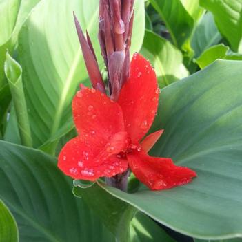 Canna 'Kreta Red' 