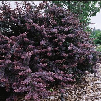 Berberis thunbergii 'Bailtwo' 25,007