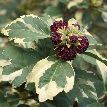 Hibiscus syriacus 'Purpurea' 