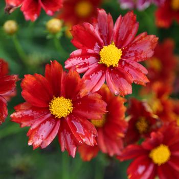 Coreopsis 'Radioactive' PP27684