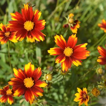 Coreopsis 'Sun Splash' USPP26563P2
