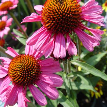 Echinacea 'Pink Passion' 