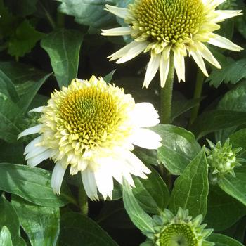 Echinacea purpurea 'Greenline' 