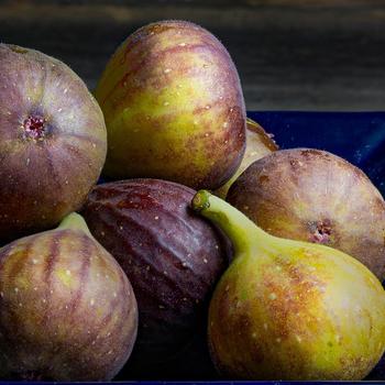 Ficus carica 'Bensonhurst Purple' 