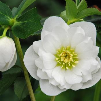 Helleborus 'Wedding Ruffles' PP28989P2