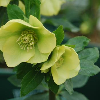 Helleborus 'Sally' USPP26857P2