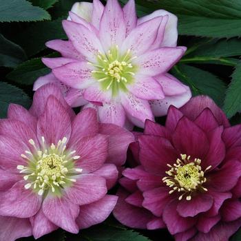 Helleborus 'Ballerina Ruffles' USPP30513P2