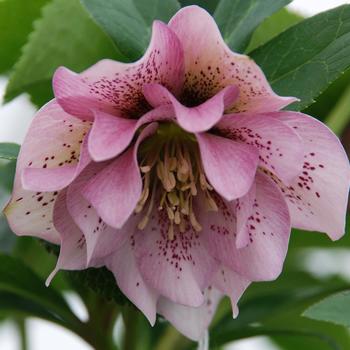 Helleborus Winter Thriller™ 'Ballerina Ruffles' (307698)