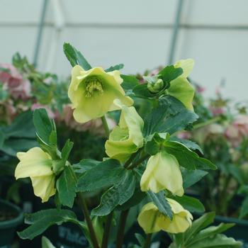 Helleborus Spring Promise® 'Sally' (307699)