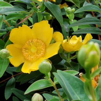 Hypericum patulum '' (307701)