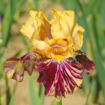 Iris germanica 'Ziggy' 