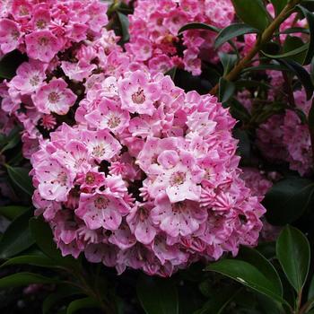 Kalmia latifolia 'Bridesmaid' 