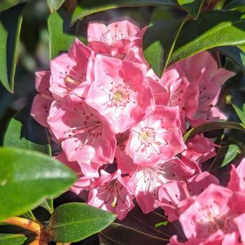 Kalmia latifolia 'Bridesmaid' (307705)