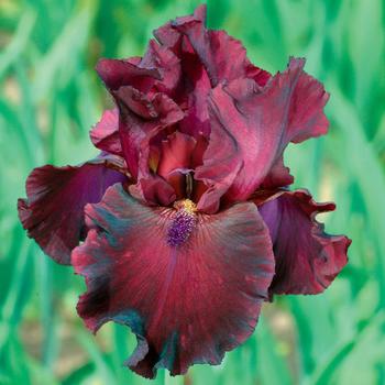 Iris germanica 'Rio Rojo' 