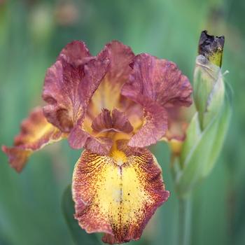Iris germanica 'Red Hot Chili' 