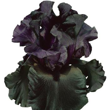 Iris germanica 'Raven Girl' 
