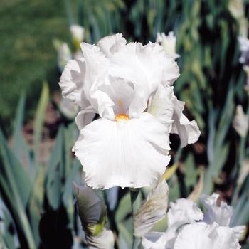 Iris germanica 'Eternal Bliss' 