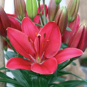 Lilium 'Tango Buzzer' 