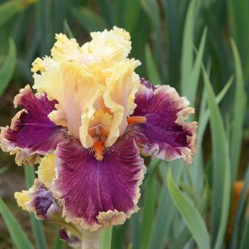 Iris germanica 'Decadence' 