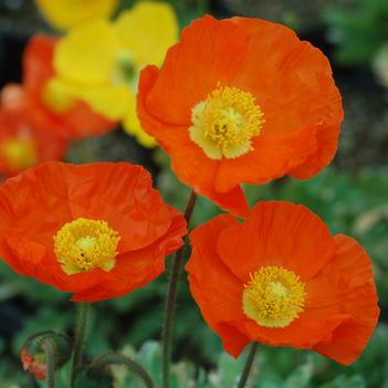 Papaver nudicaule 'Garden Gnome' 
