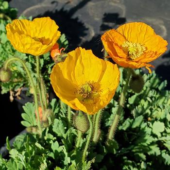 Papaver nudicaule 'Garden Gnome' (307716)