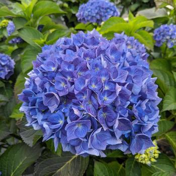 Hydrangea macrophylla 'REI05' PPAF