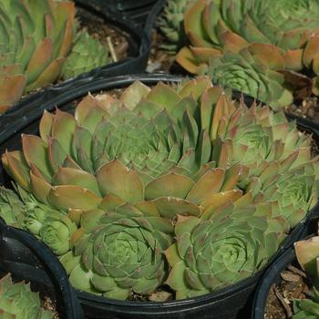 Sempervivum 'Silver King' (307719)