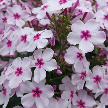 Phlox paniculata 'White with Rose Eye' PP23507P2