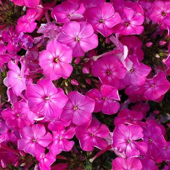 Phlox paniculata Volcano® 'Pink with White Eye' (307723)