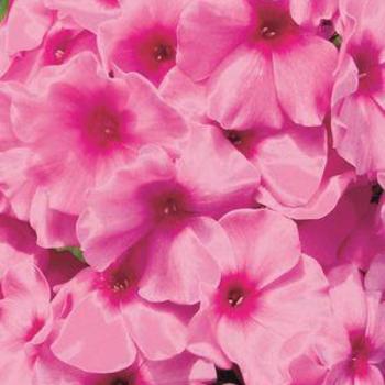 Phlox paniculata 'Barthirtyfour' PP16341