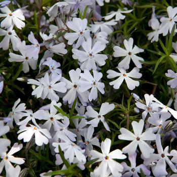 Phlox subulata 'Lavender' PP25,725