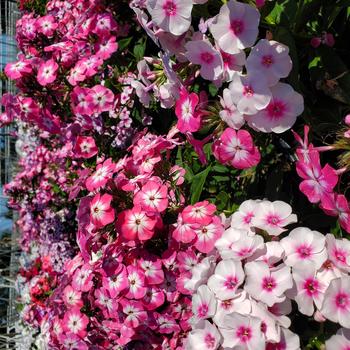 Phlox paniculata Volcano® 'Medley' (307728)