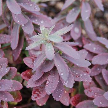 Sedum 'Plum Perfection' 