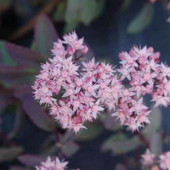Sedum 'Plum Perfection' (307731)