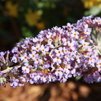 Buddleia 'Podaras#4' PP22109