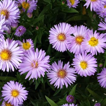 Aster novi-belgii 'Daydream' 