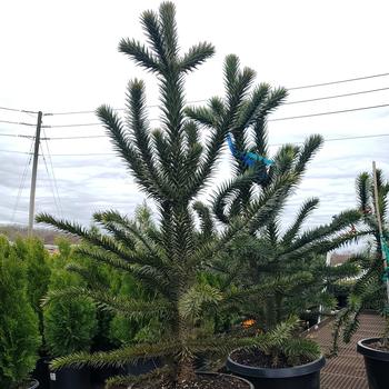 Araucaria araucana