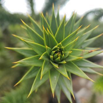 Araucaria araucana '' (307736)