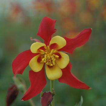 Aquilegia 'Music Red & Gold' 