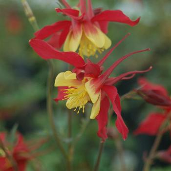Aquilegia 'Music Red & Gold' (307738)