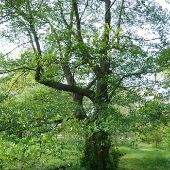 Alnus serrulata